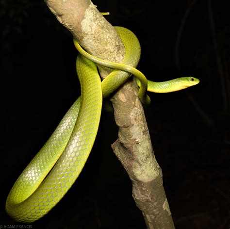 香港 毒蛇|辨認蛇類 — HongKongSnakeID.com